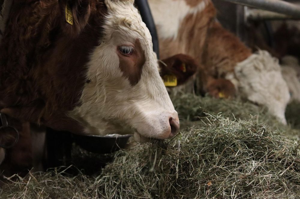 Foringsløsninger: Optimalisering av landbruket