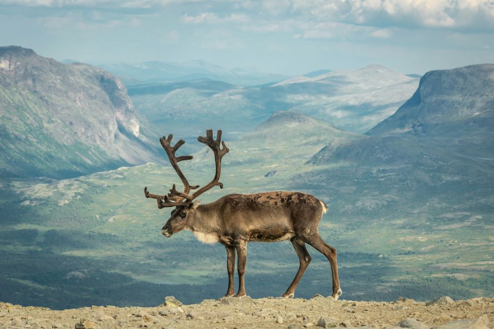 Reinsdyr – opplevelse på naturens premisser